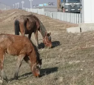 Ауылшаруашылығы санағын жүргізудің тәртібі әзірленді