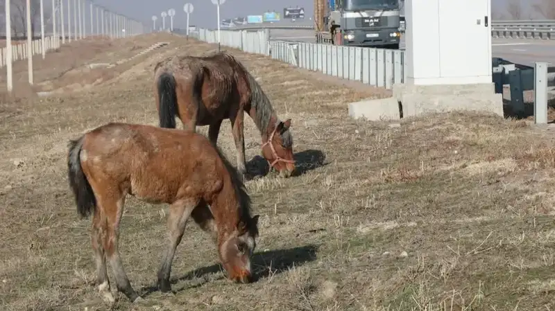 Ауылшаруашылығы санағын жүргізудің тәртібі әзірленді