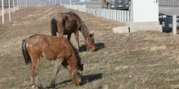 Ауылшаруашылығы санағын жүргізудің тәртібі әзірленді